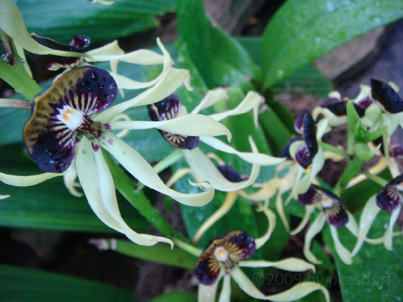 Western Michigan [2009] 178.JPG - Scenes from Frederik Meijer Gardens & Sculpture Park.